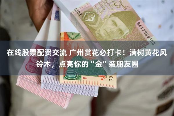 在线股票配资交流 广州赏花必打卡！满树黄花风铃木，点亮你的“金”装朋友圈